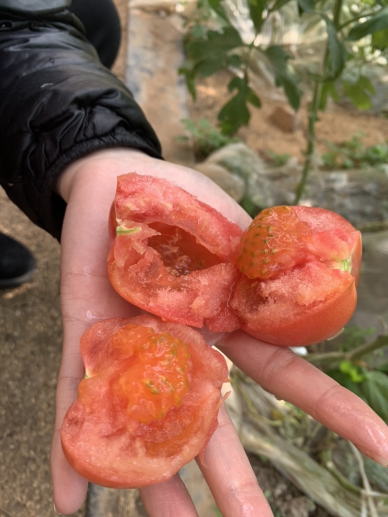 普罗旺斯西红柿保质保量诚信经营欢迎采购