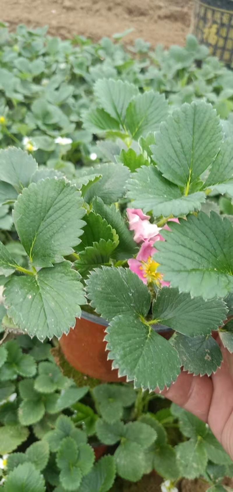 草莓盆栽结果草莓室内绿植基地现货量大优惠