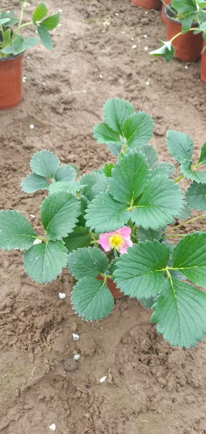 草莓盆栽结果草莓室内绿植基地现货量大优惠