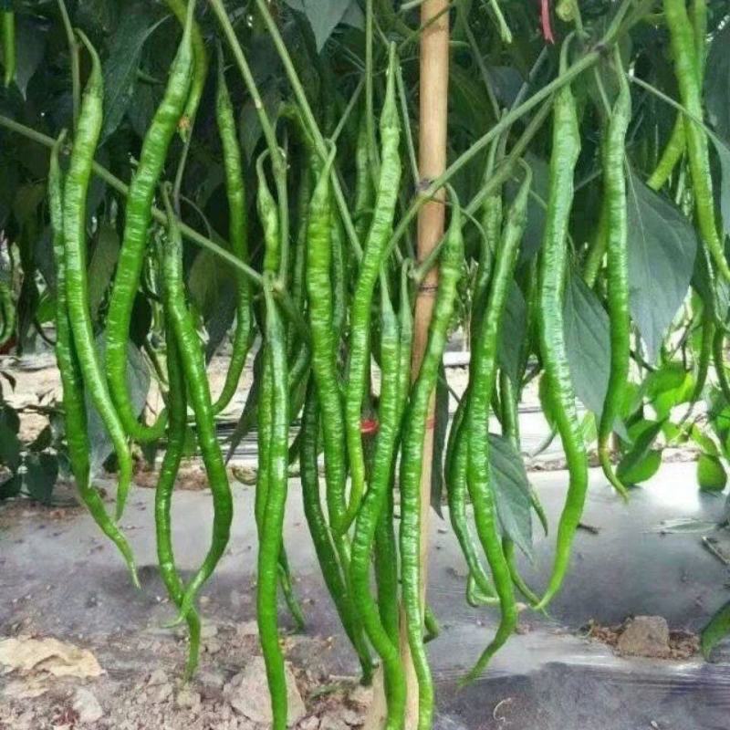 早熟螺丝椒杭椒种子薄皮高产辣香浓郁适合春秋两季种植适应性