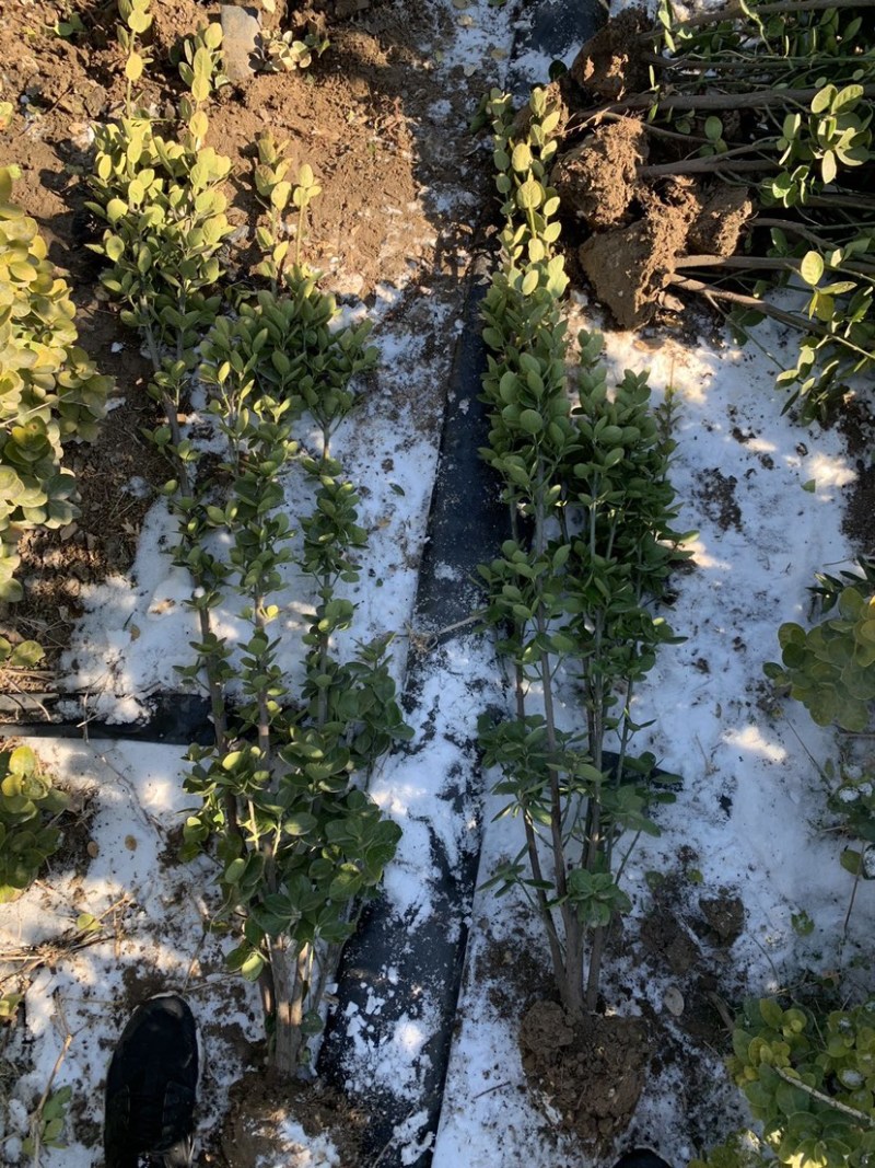 丛生北海道黄杨基地直销，北海道黄杨种植基地，北海道批发。