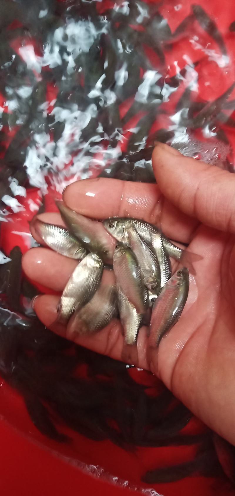 广西水产，鱼苗繁殖基地，大量供应鲫鱼苗。