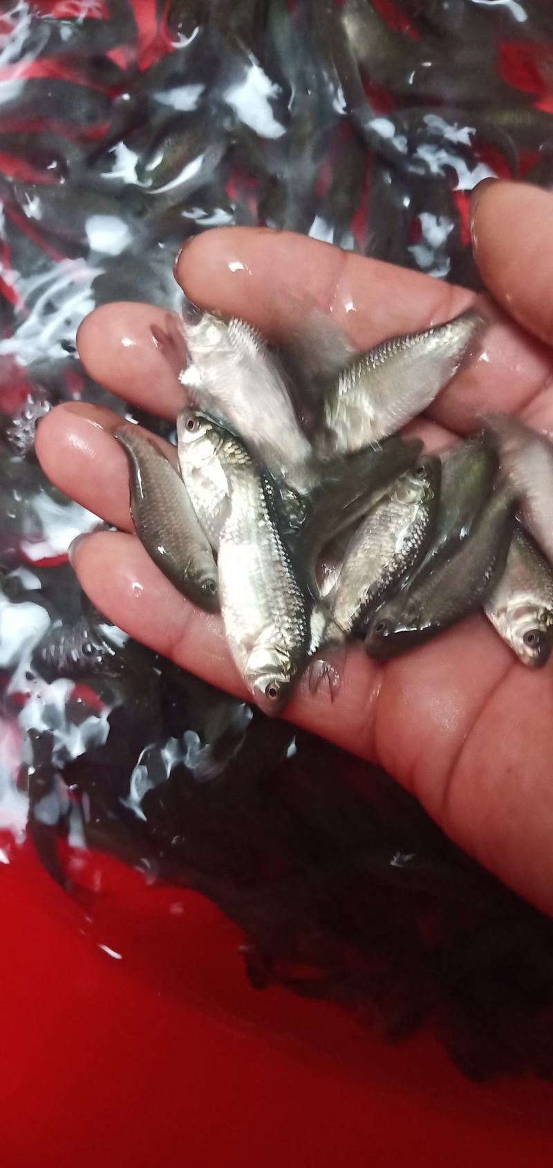 广西水产，鱼苗繁殖基地，大量供应鲫鱼苗。