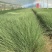细叶芒批发，细叶芒种植基地，细叶芒价格。