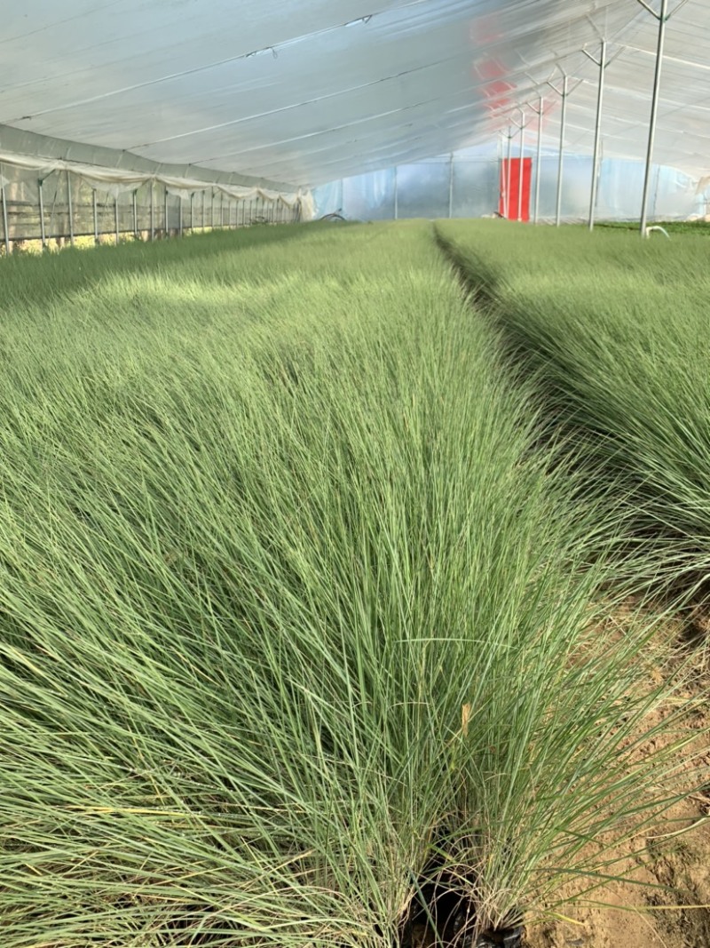 细叶芒批发，细叶芒种植基地，细叶芒价格。
