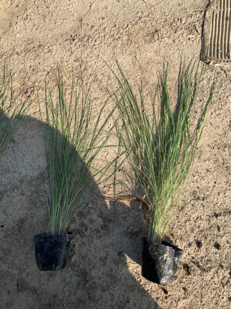细叶芒批发，细叶芒种植基地，细叶芒价格。