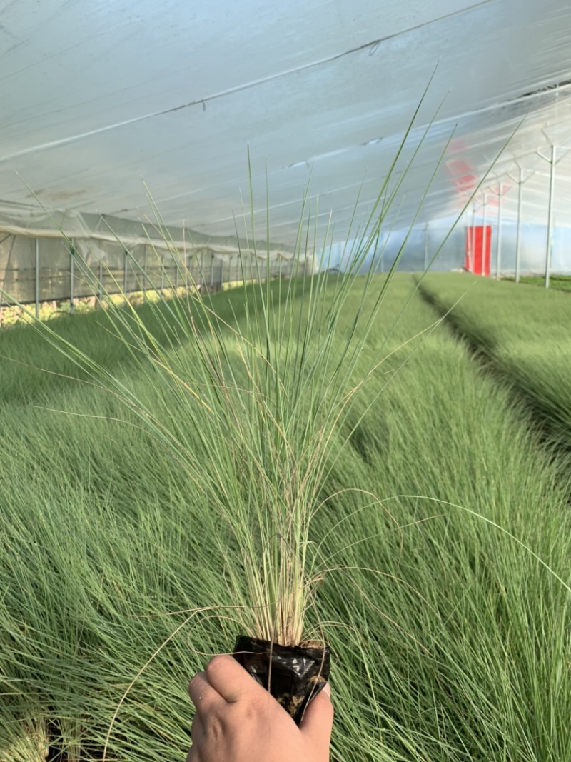 细叶芒批发，细叶芒种植基地，细叶芒价格。