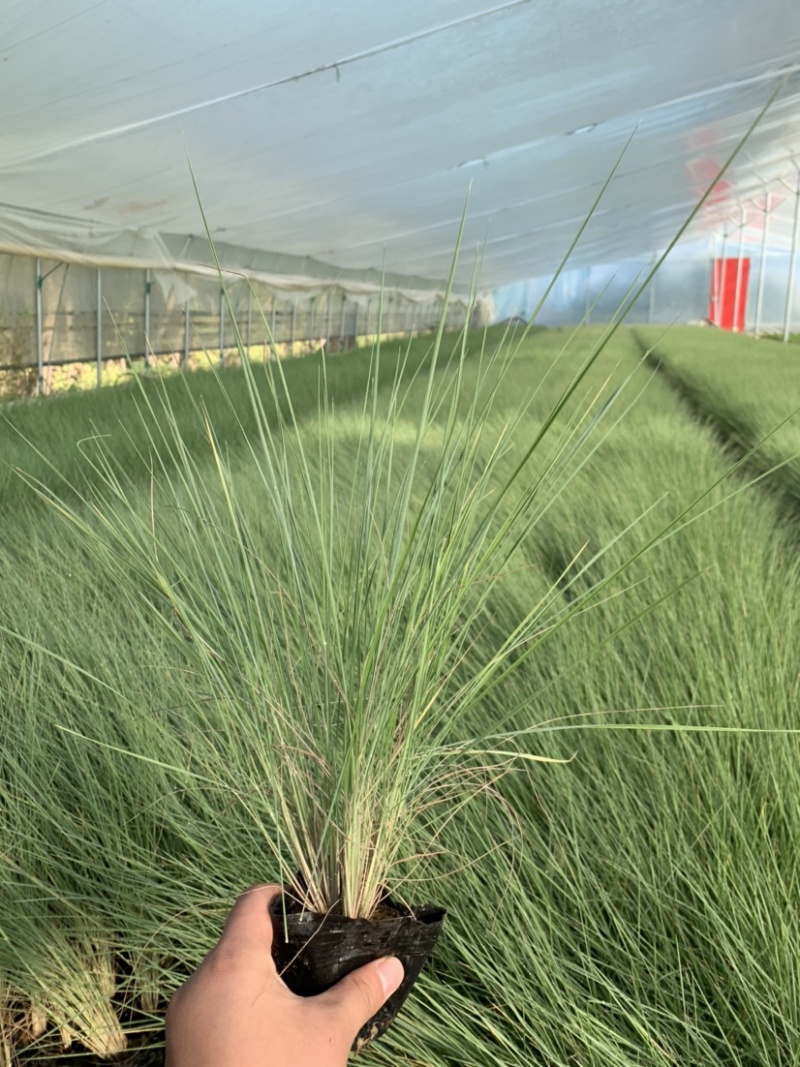 细叶芒批发，细叶芒种植基地，细叶芒价格。