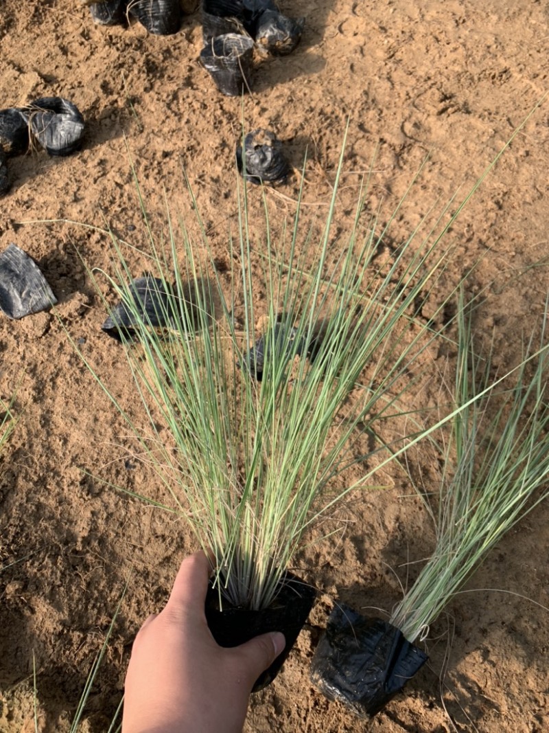 细叶芒批发，细叶芒种植基地，细叶芒价格。