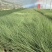 细叶芒批发，细叶芒种植基地，细叶芒价格。