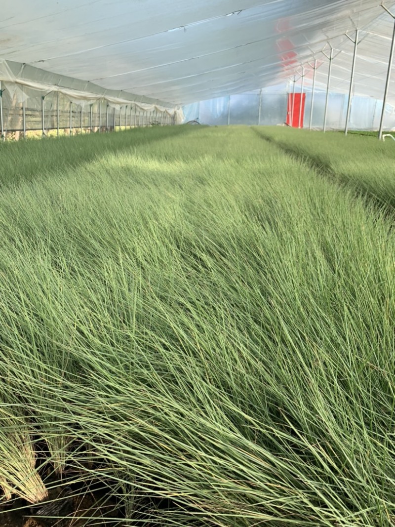 细叶芒批发，细叶芒种植基地，细叶芒价格。