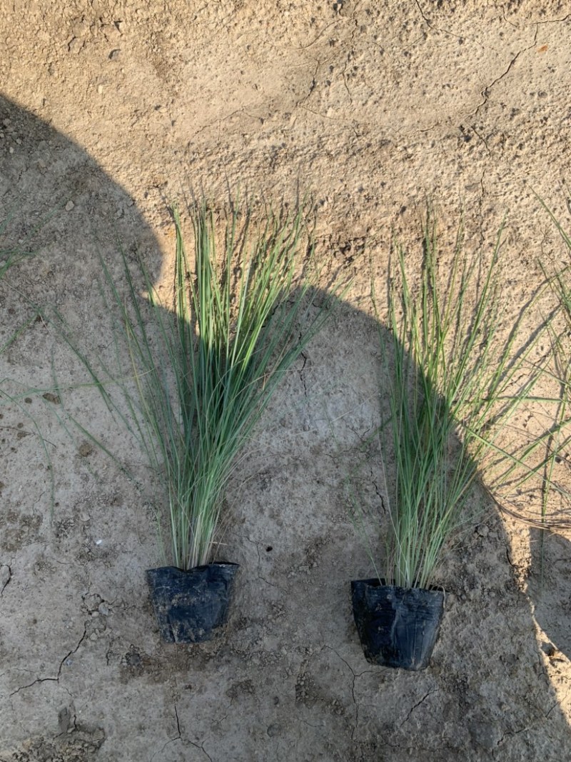 细叶芒批发，细叶芒种植基地，细叶芒价格。