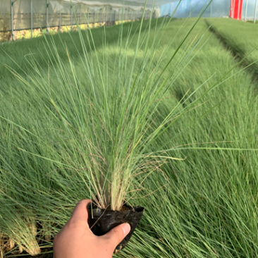 细叶芒批发，细叶芒种植基地，细叶芒价格。