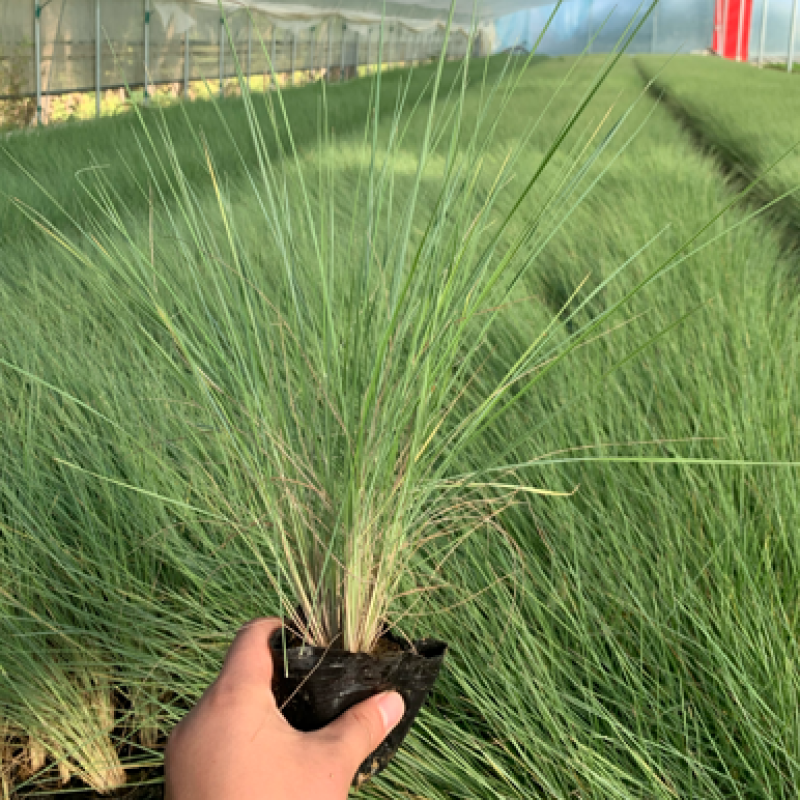 细叶芒批发，细叶芒种植基地，细叶芒价格。