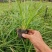 崂峪苔草批发，崂峪苔草种植基地。