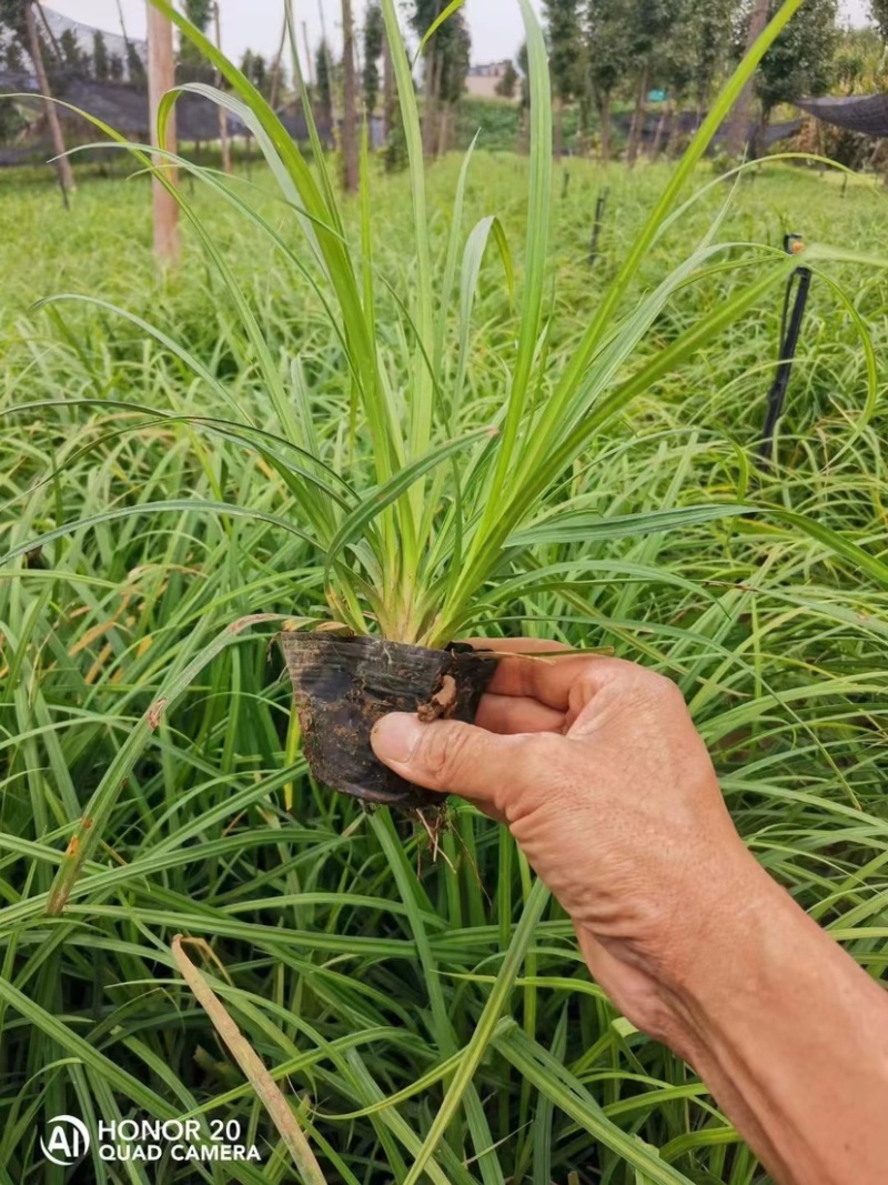 崂峪苔草批发，崂峪苔草种植基地。