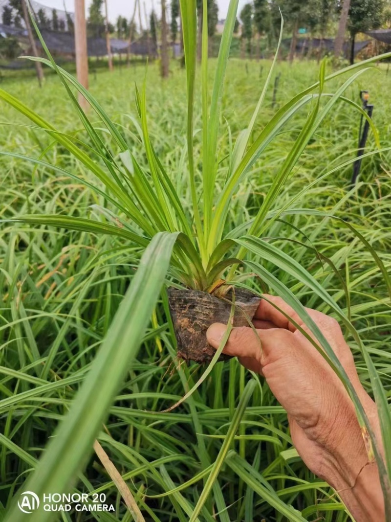 崂峪苔草批发，崂峪苔草种植基地。