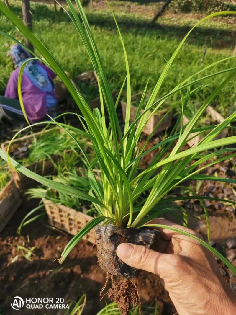 崂峪苔草批发，崂峪苔草种植基地。