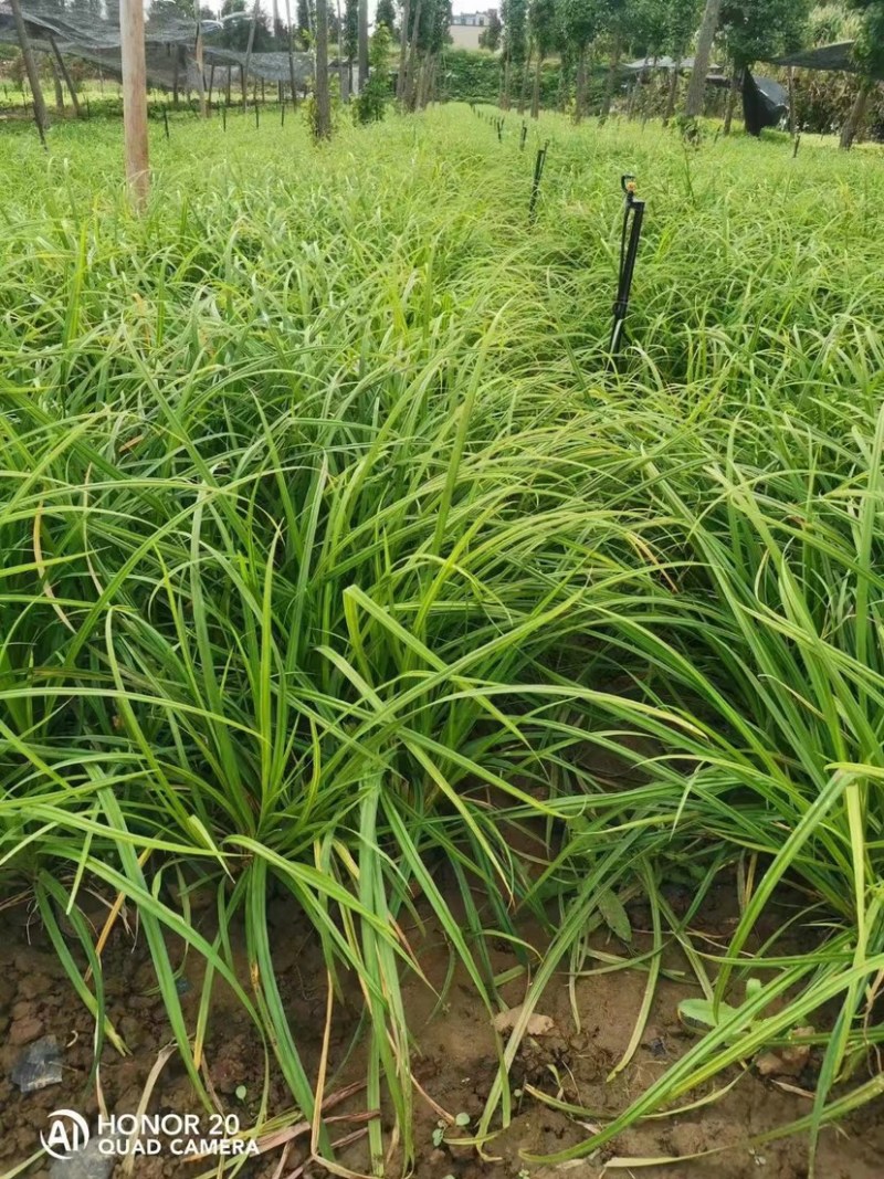 崂峪苔草批发，崂峪苔草种植基地。