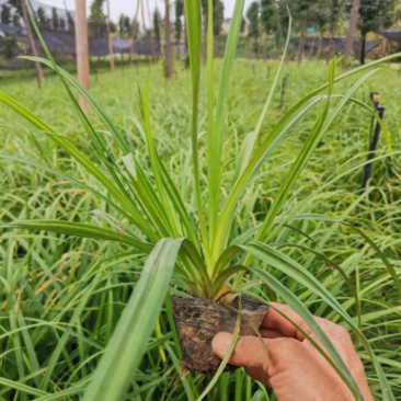 崂峪苔草批发，崂峪苔草种植基地。
