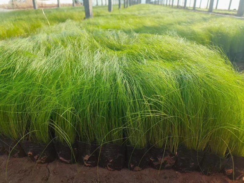 墨西哥鼠尾草，细茎针茅种植基地