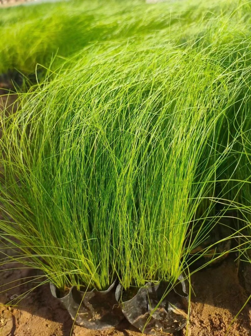 墨西哥鼠尾草，细茎针茅种植基地