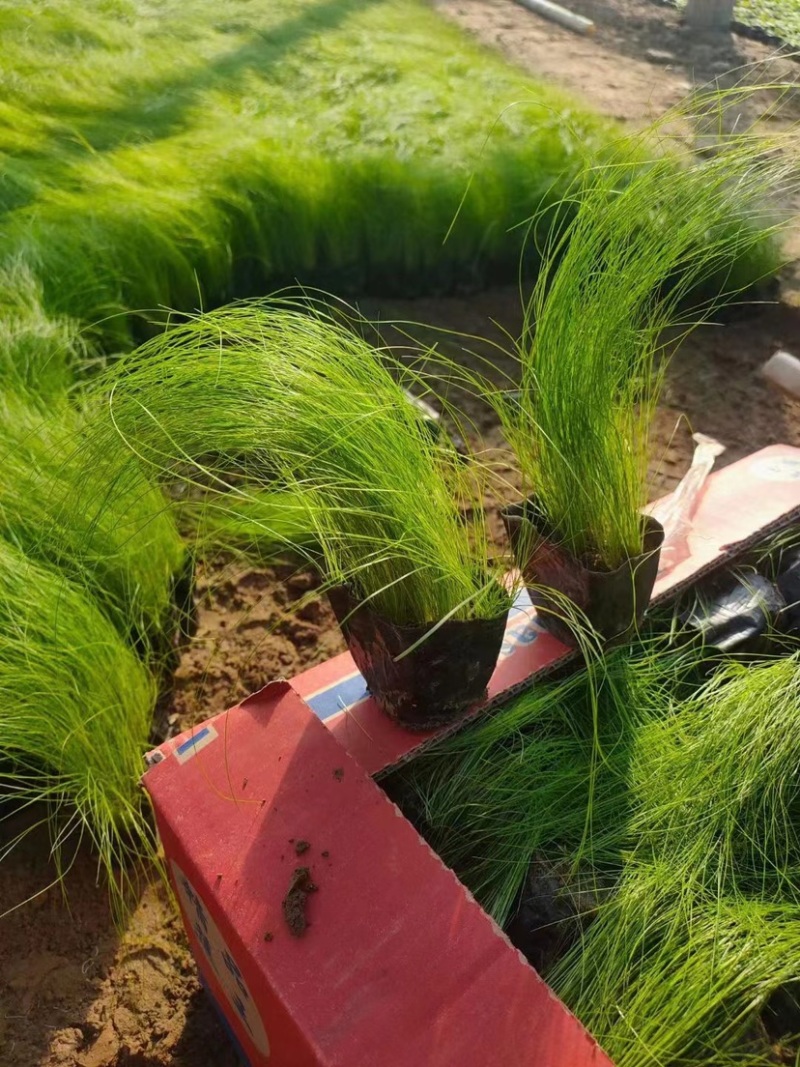 墨西哥鼠尾草，细茎针茅种植基地