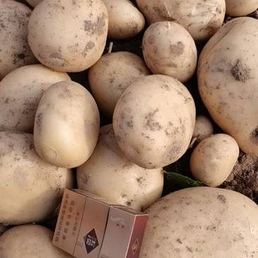 云南土豆丽暑白皮土豆大量有货产地直发一手货源实力代办欢迎联系