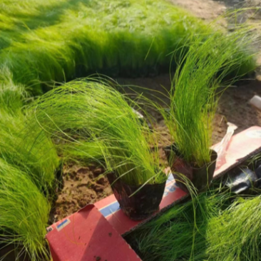 墨西哥鼠尾草，细茎针茅种植基地