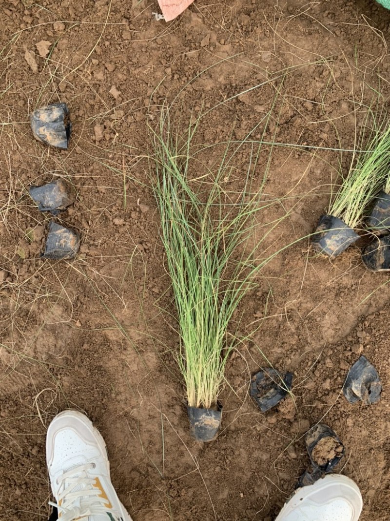 粉黛乱子草基地直销，网红草，花海专用