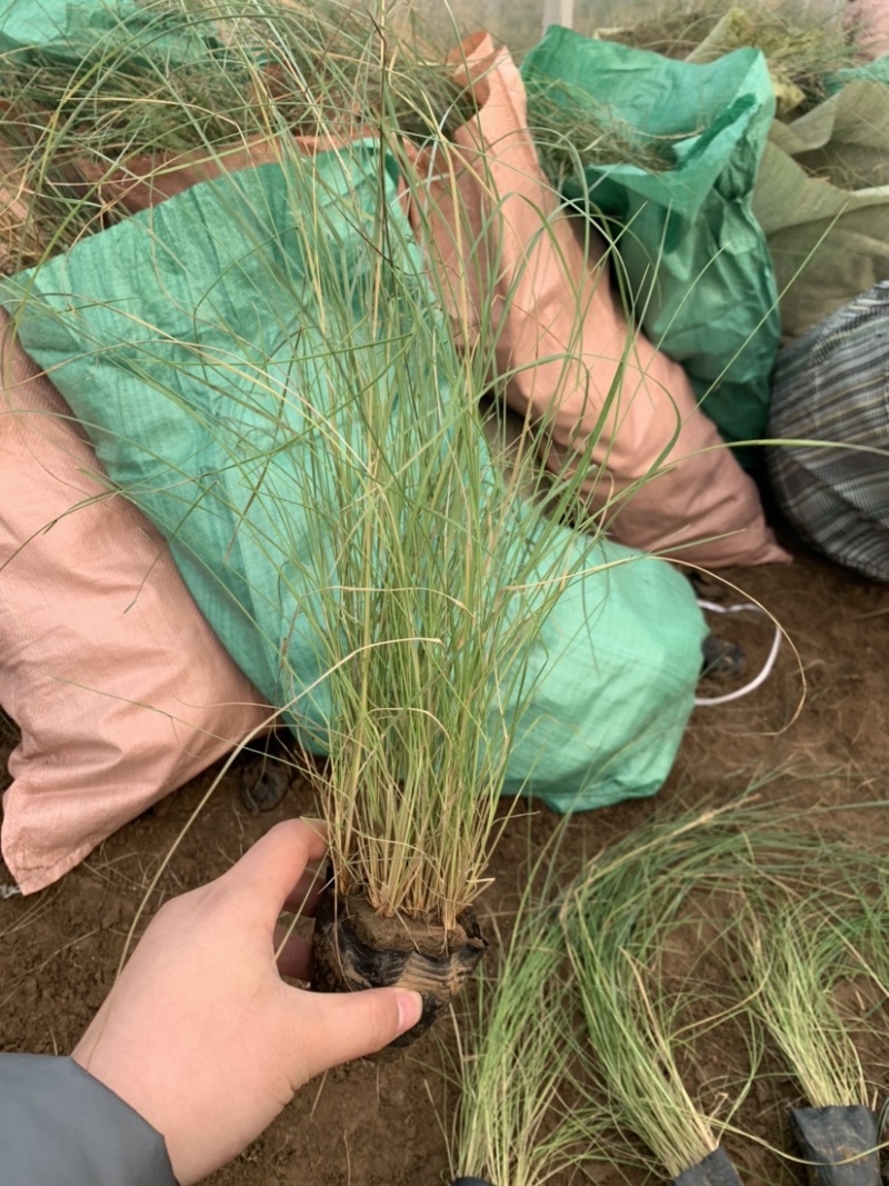 粉黛乱子草基地直销，网红草，花海专用