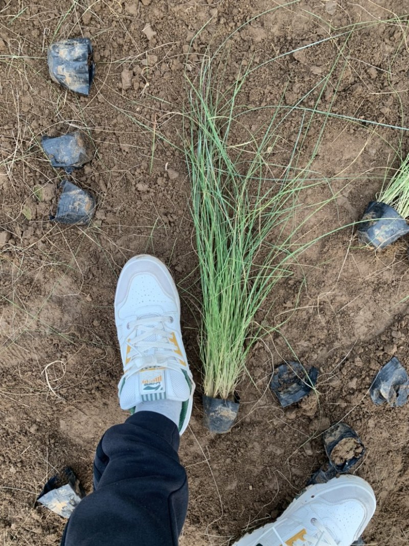 粉黛乱子草基地直销，网红草，花海专用