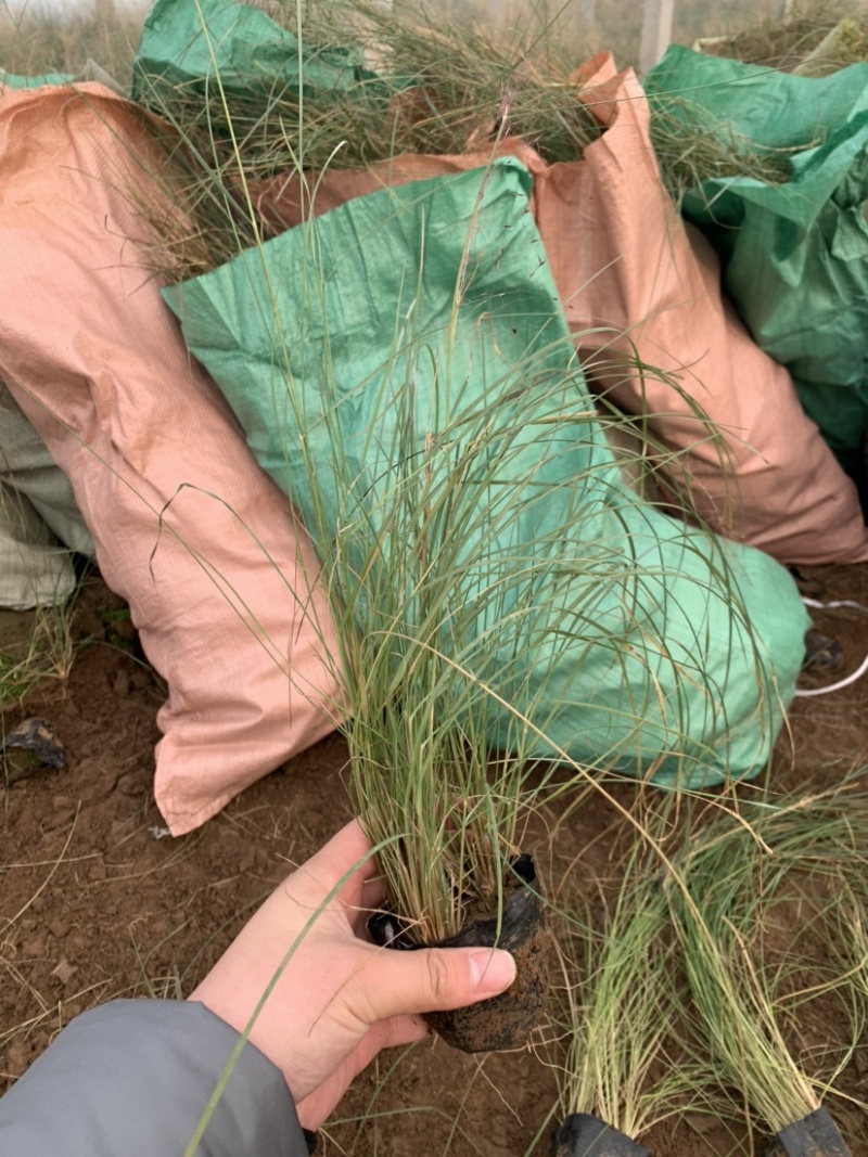 粉黛乱子草基地直销，网红草，花海专用