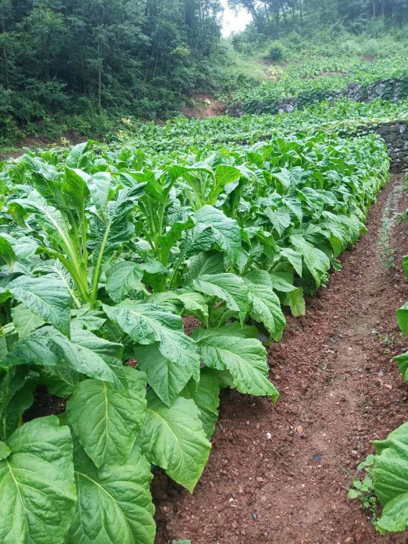 330克/升二甲戊灵甘蓝经济作物土壤封闭一年生杂草除草剂