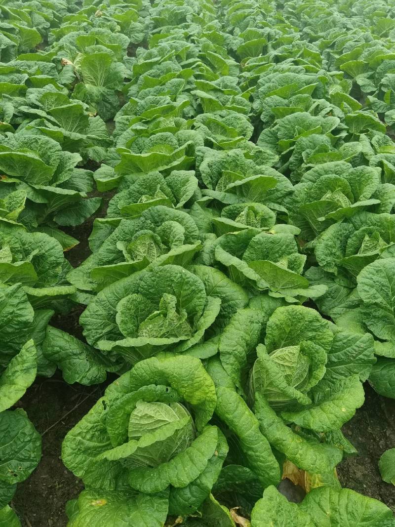 330克/升二甲戊灵甘蓝经济作物土壤封闭一年生杂草除草剂