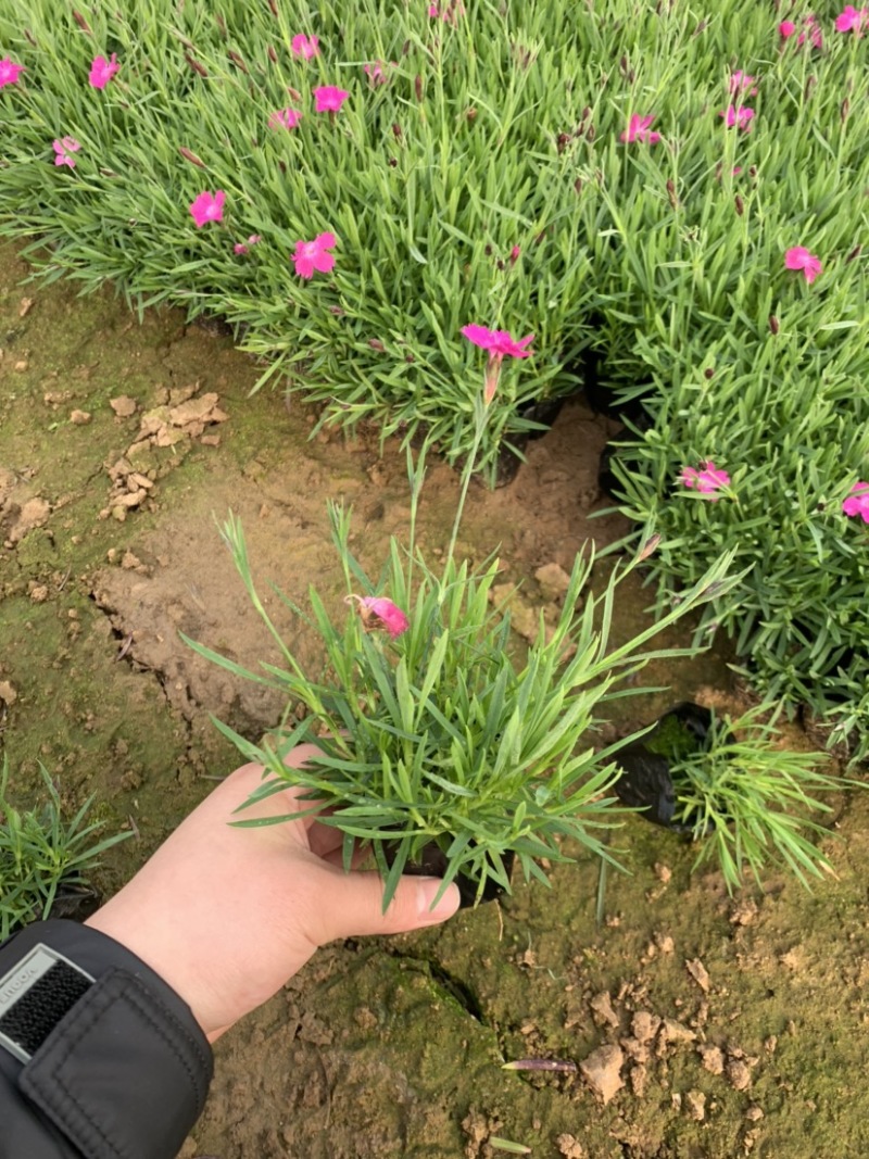 欧石竹，欧石竹基地直销，开花草坪欧石竹