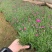 欧石竹，欧石竹基地直销，开花草坪欧石竹