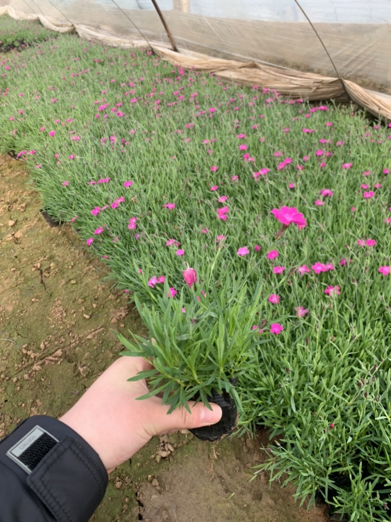 欧石竹，欧石竹基地直销，开花草坪欧石竹