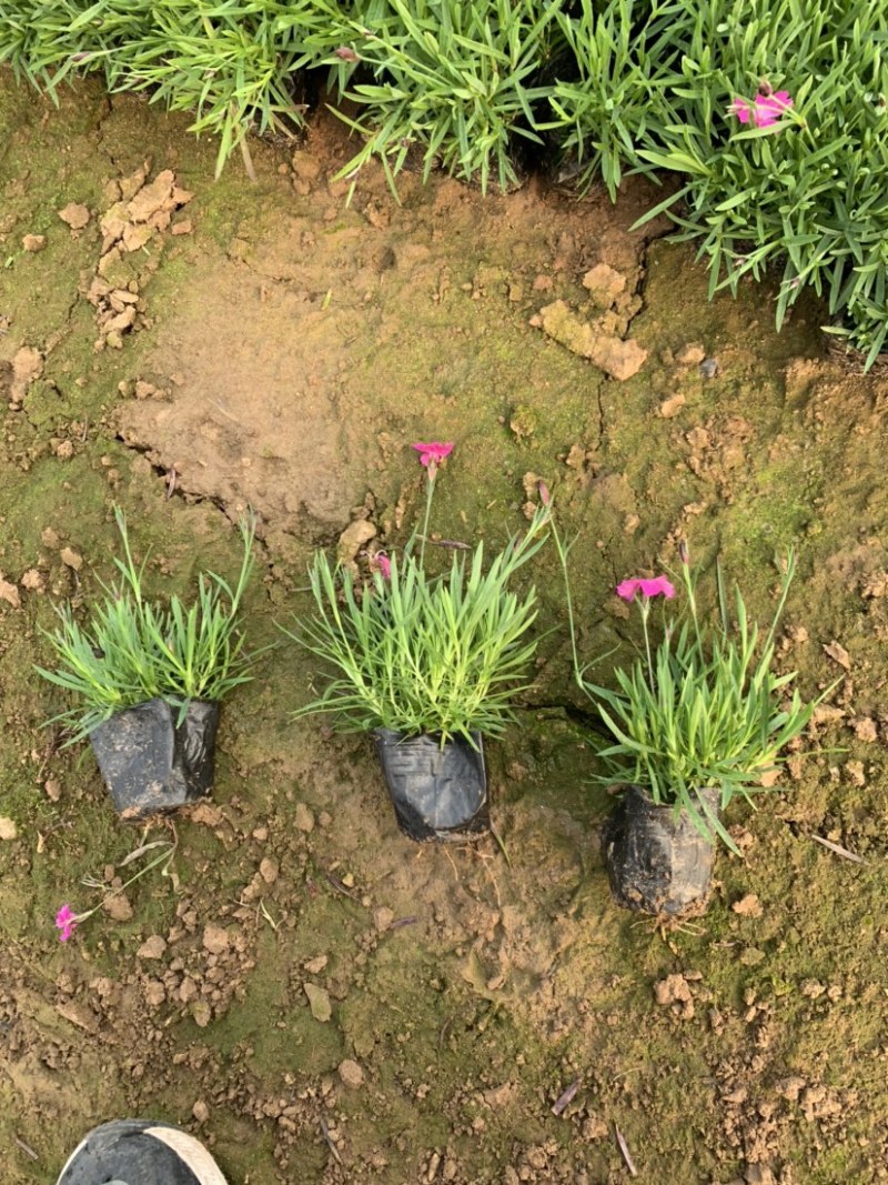 欧石竹，欧石竹基地直销，开花草坪欧石竹