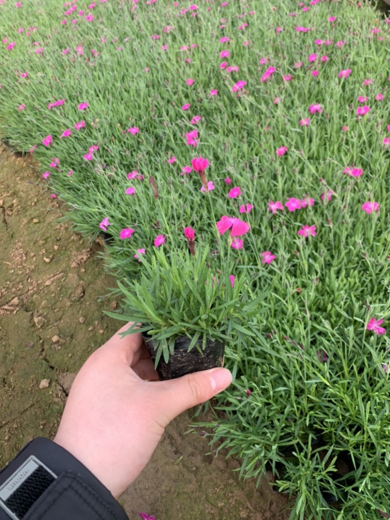 欧石竹，欧石竹基地直销，开花草坪欧石竹
