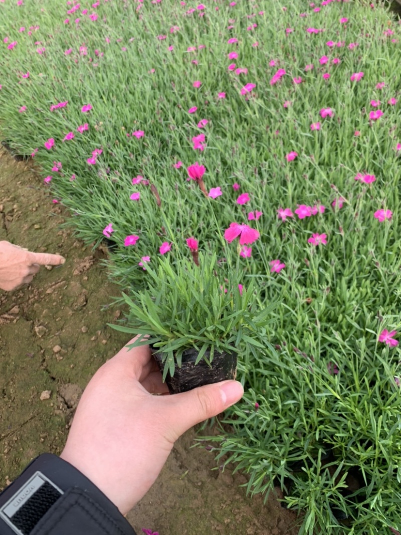 欧石竹，欧石竹基地直销，开花草坪欧石竹