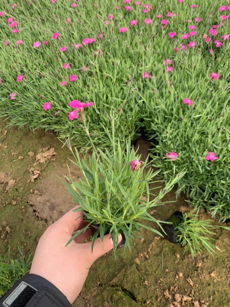 欧石竹，欧石竹基地直销，开花草坪欧石竹