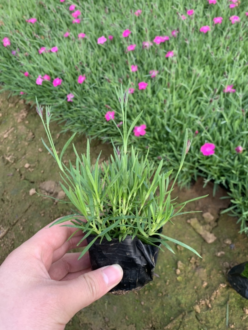 欧石竹，欧石竹基地直销，开花草坪欧石竹