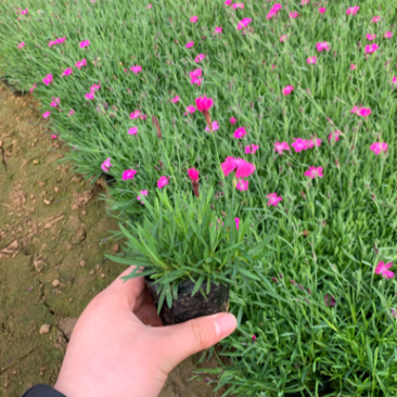 欧石竹，欧石竹基地直销，开花草坪欧石竹