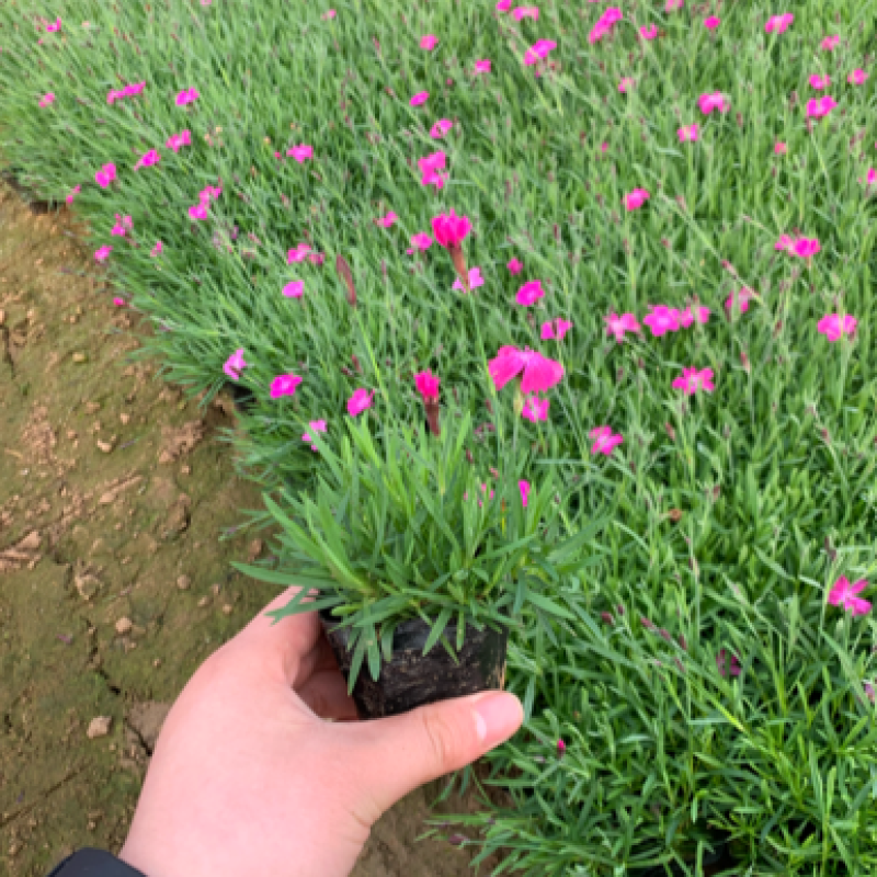 欧石竹，欧石竹基地直销，开花草坪欧石竹