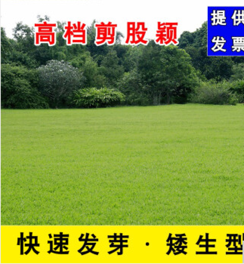 剪股颖草坪种子低矮庭院别墅高尔夫球场四季常青耐践踏