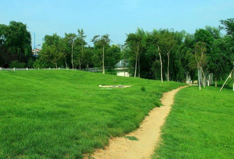 剪股颖草坪种子低矮庭院别墅高尔夫球场四季常青耐践踏