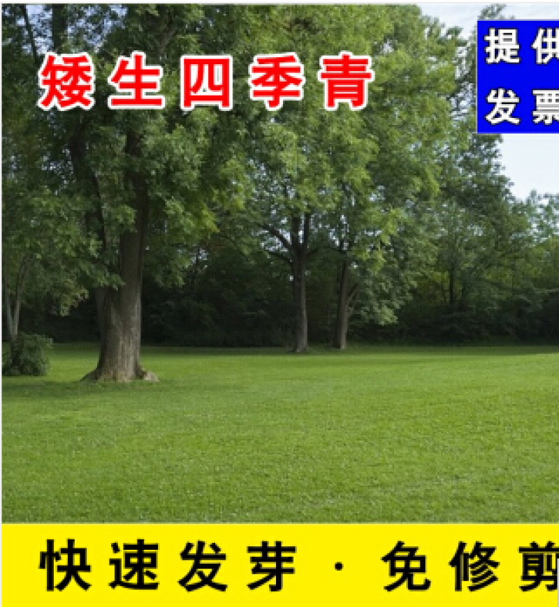 剪股颖草坪种子低矮庭院别墅高尔夫球场四季常青耐践踏