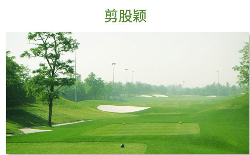 剪股颖草坪种子低矮庭院别墅高尔夫球场四季常青耐践踏