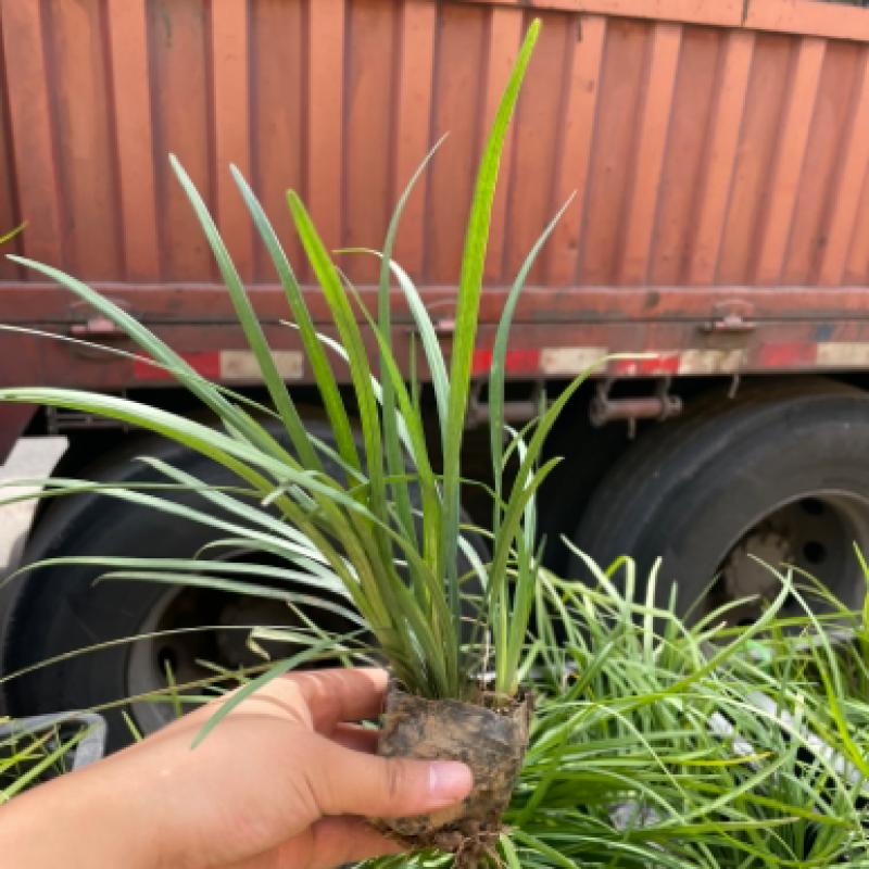 百子莲批发，百子莲种植基地
